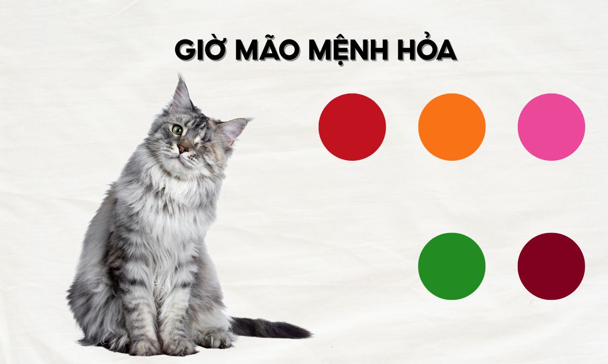 nguoi sinh gio mao menh hoa