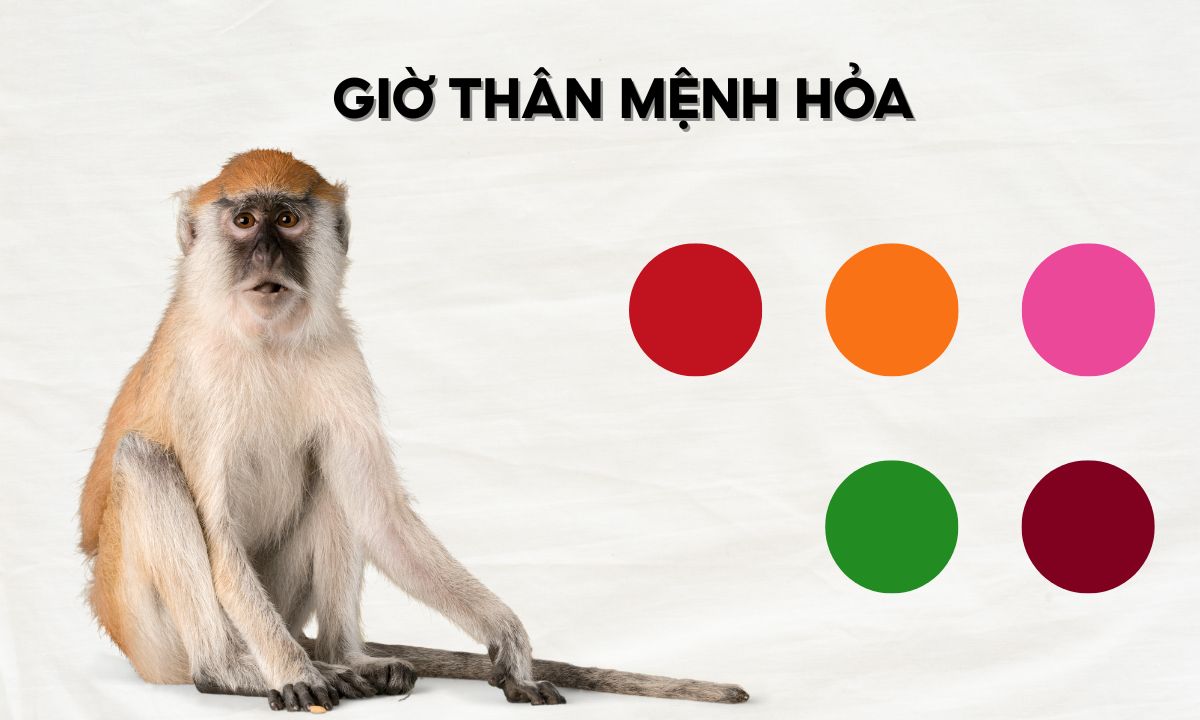 giờ tỵ thân dậu hợi là mấy giờ