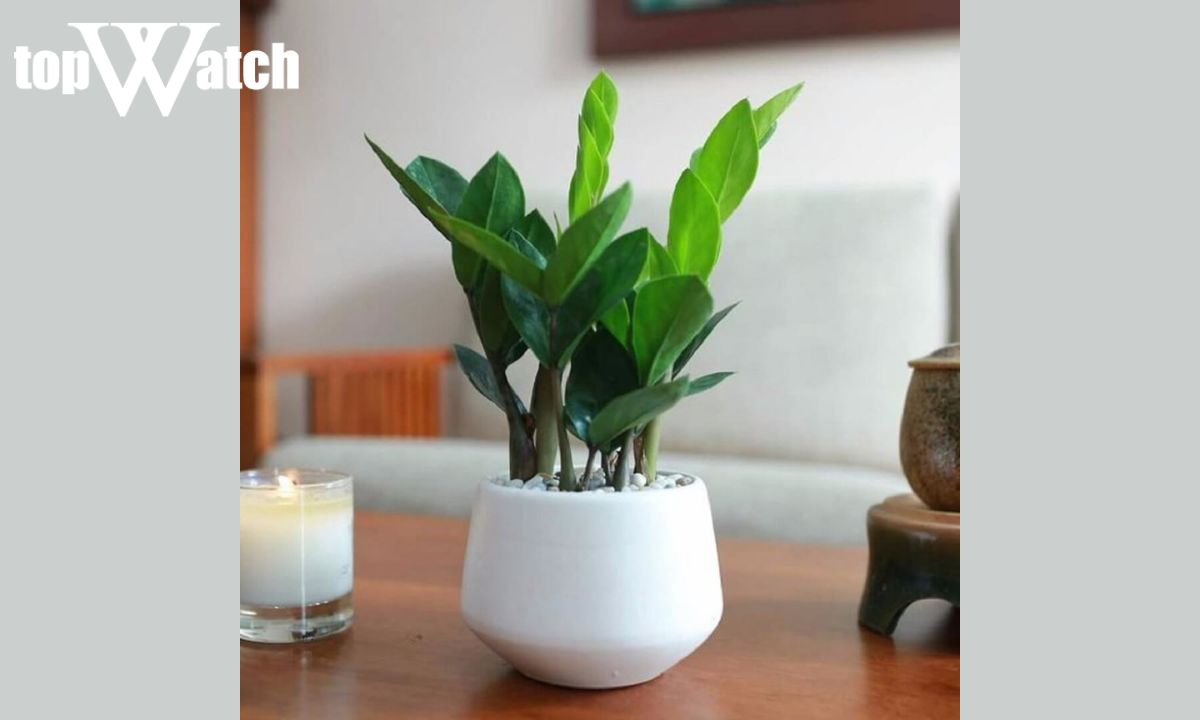 tặng quà sinh nhật cho sếp nam